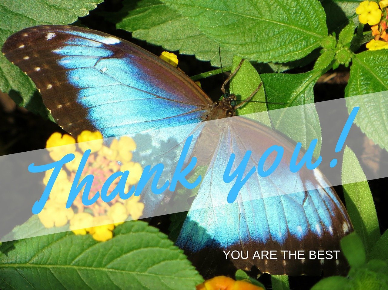 thank-you-butterfly